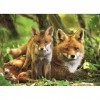 Puzzle 300 pièces XL : Renard avec Son Petit - XL