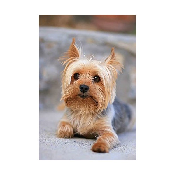 500 pièces Yorkshire Terrier Puzzle Adulte Décompression Enfants Fun Puzzle Mode Creative Cadeau