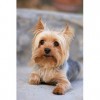 500 pièces Yorkshire Terrier Puzzle Adulte Décompression Enfants Fun Puzzle Mode Creative Cadeau