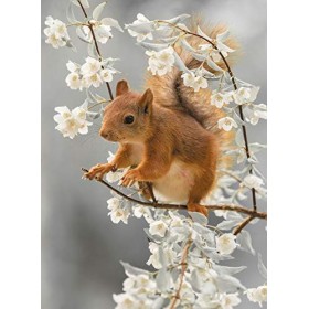 Puzzle | Puzzle motif fleur et écureuil | 500 pièces de puzzle