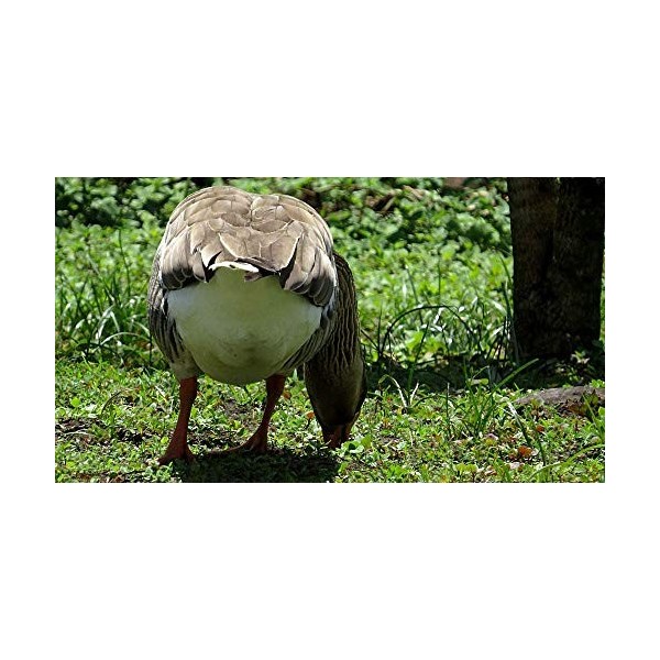 Challenge Puzzle de 500 pièces pour enfants et adultes Big Goose - Puzzle épais - Chaque pièce est unique - Puzzle avec lettr