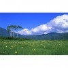 Challenge Puzzle 500 pièces pour enfants et adultes Ciel bleu et nuage blanc Paysage de prairie Puzzle épais, chaque pièce es