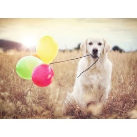 Ravensburger - Puzzle Adulte - Puzzle 500 p - Jour de fête - 16585