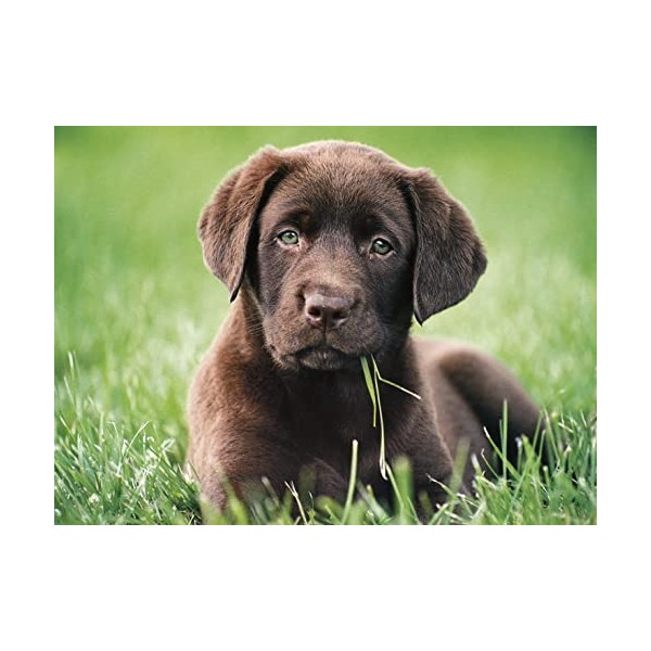 Clementoni- Puzzle Chocolate Puppy 500pzs Does Not Apply Dog, 35072, Multicolore, One Size