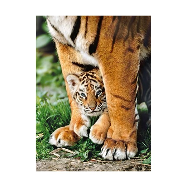 Clementoni - 35046 - WWF Puzzle - Bengal Tiger Cub between Its mother - 500 Pièces