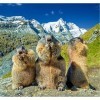 LIZELUO Puzzle Enfants 500 Pièces Marmotte sur La Montagne Amusant Accueil Décoration Cadeau Unique 52X38cm