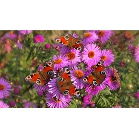 120 Pièces Puzzles pour Adultes, Belles Fleurs Puzzles Colorés pour Enfants et Adolescents à partir de 12 Ans, Art de Puzzle 