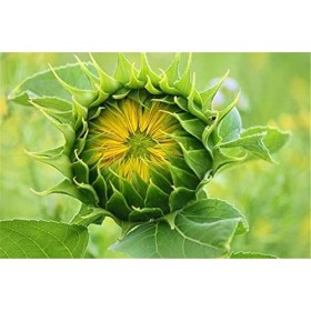 120 Pièces Puzzles pour Adolescents et Adultes Belle Prairie Puzzle en Bois, Meilleur Cadeau pour Adultes et Enfants-25x20cm 