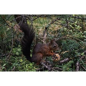 120 Pièces Puzzle Éducatif Puzzle Jeu De Famille Écureuil Cadeau pour Adultes Et Enfants-25x20cm 9.84x7.87inch 