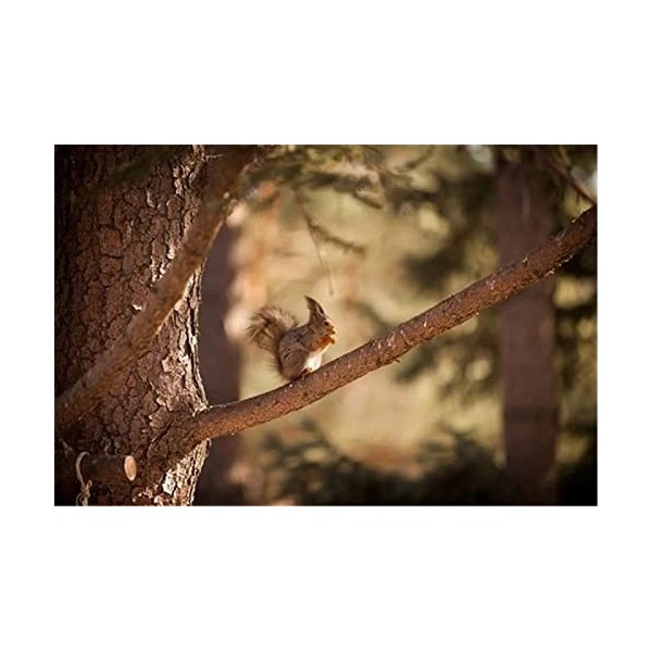 120 Pièces Puzzle Éducatif Puzzle Jeu De Famille Écureuil Cadeau pour Adultes Et Enfants-25x20cm 9.84x7.87inch 