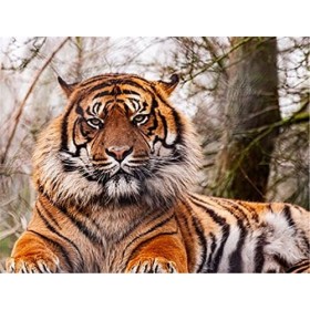 120 Pièces Puzzle Éducatif Puzzle Jeu De Famille Tigre Cadeau pour Adultes Et Enfants-25x20cm 9.84x7.87inch 