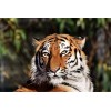 120 Pièces Puzzle Éducatif Puzzle Jeu De Famille Tigre Cadeau pour Adultes Et Enfants-25x20cm 9.84x7.87inch 