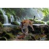 120 Pièces Puzzle Éducatif Puzzle Jeu De Famille Tigre Cadeau pour Adultes Et Enfants-25x20cm 9.84x7.87inch 