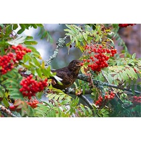 120 Pièces Puzzle pour Adultes avec Enfants Puzzle de Sol Oiseau sur Arbre Enfants Jeu Intellectuel Apprentissage Éducation D