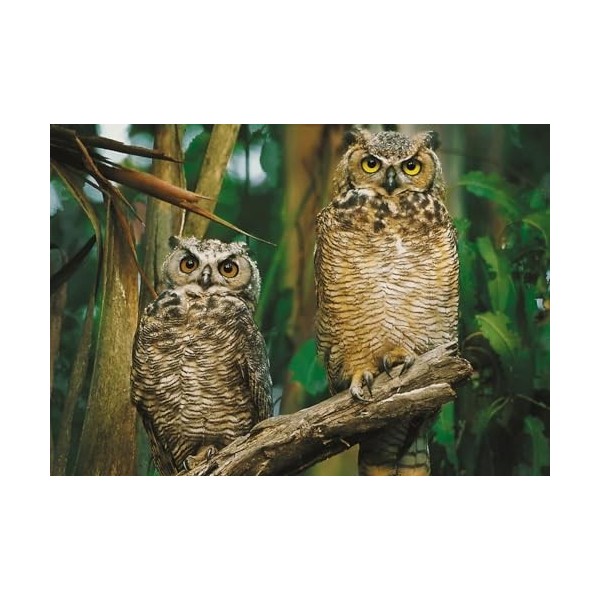 Trefl, Puzzle, Hibou, 1000 éléments, Hibou, Hibou, Hibou, Branche dun Arbre, végétation de la forêt, Paysage de la forêt, Pu