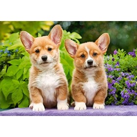 Castorland 1000 el. SzczeniĂta Welsh Corgi C-104659-2 [Puzzle]