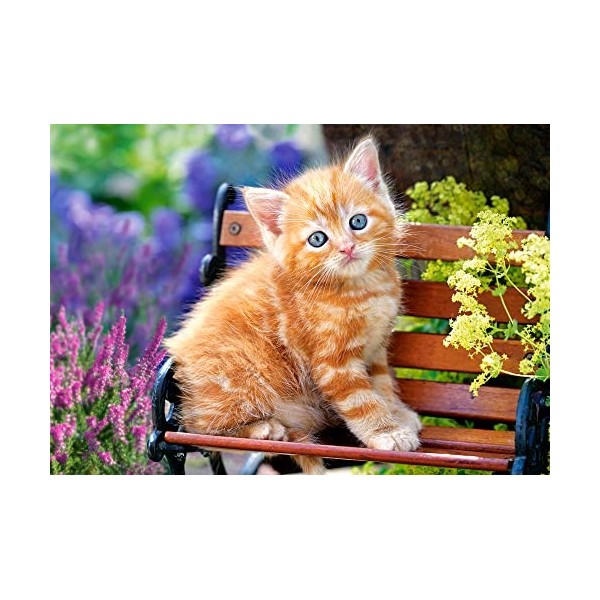 Castorland - B-52240 - Puzzle - Jeune Chat - 500 Pièces