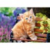 Castorland - B-52240 - Puzzle - Jeune Chat - 500 Pièces