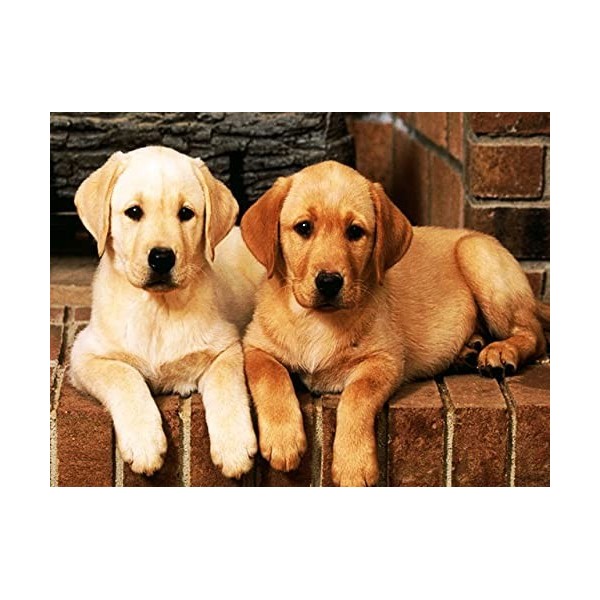 Adulte 1000 pièces puzzle chat et chien mignon petit animal photo puzzle puzzle en bois bloc de construction puzzle A.4 200 p