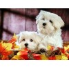 Adulte 1000 pièces puzzle chat et chien mignon petit animal photo puzzle puzzle en bois bloc de construction puzzle A.4 200 p