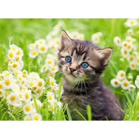 Ravensburger - Puzzle Adulte - Puzzle 500 pièces - Chaton dans la prairie - Adultes et enfants dès 12 ans - Puzzle de qualité
