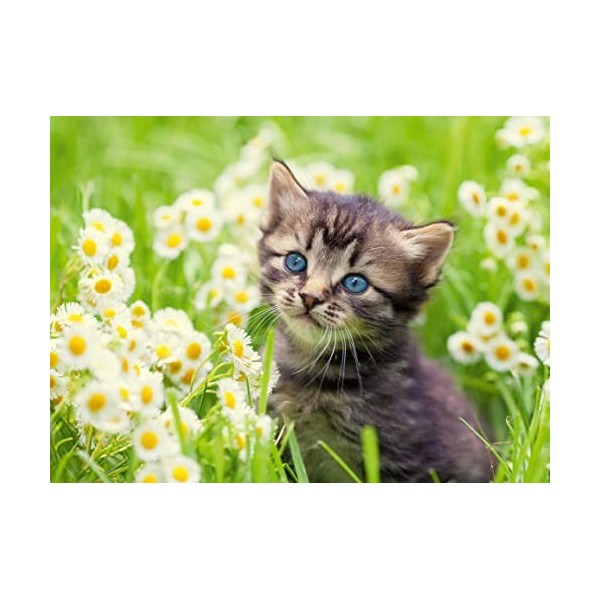 Ravensburger - Puzzle Adulte - Puzzle 500 pièces - Chaton dans la prairie - Adultes et enfants dès 12 ans - Puzzle de qualité