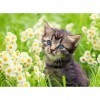 Ravensburger - Puzzle Adulte - Puzzle 500 pièces - Chaton dans la prairie - Adultes et enfants dès 12 ans - Puzzle de qualité