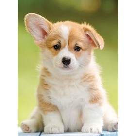 Nathan - Puzzle 500 pièces - Adorable corgi - Adultes et enfants dès 12 ans - Puzzle de qualité supérieure - Encastrement par