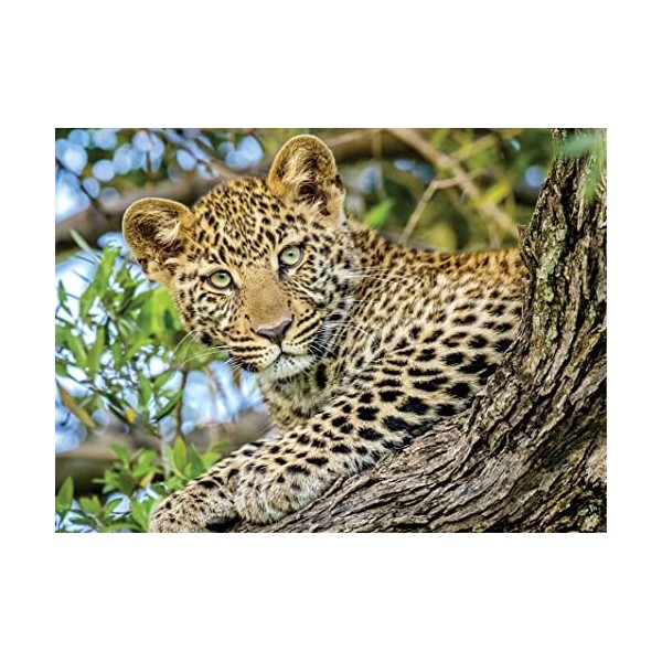 Nathan - Puzzle 500 pièces - Les yeux du léopard - Adultes et enfants dès 12 ans - Puzzle de qualité supérieure - Encastremen