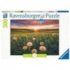Ravensburger - Puzzle Adulte - Puzzle 500 p - Pissenlits au crépuscule - 16990