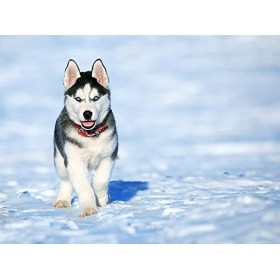 Puzzle | Husky dans la neige | Puzzle 300 pièces
