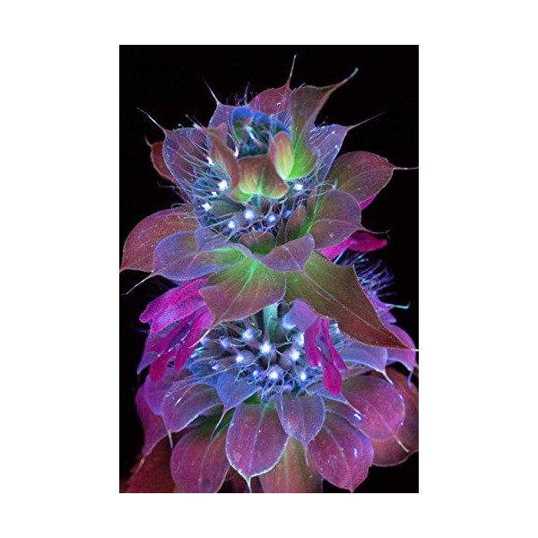 Puzzle à fleurs vertes fluorescentes - 300 pièces - Pour adultes et adolescents