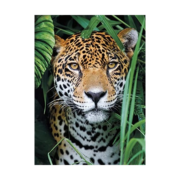 Clementoni Jungla 500pzs Does Not Apply Collection Jaguar in The Jungle 500 pièces-fabriqué en Italie, Adulte, Puzzle Animaux