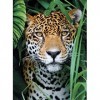 Clementoni Jungla 500pzs Does Not Apply Collection Jaguar in The Jungle 500 pièces-fabriqué en Italie, Adulte, Puzzle Animaux