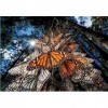 Clementoni National Geographic-Monarch Butterflies-1000 Pièces-Puzzle, Divertissement pour Adultes-Fabriqué en Italie, 39732