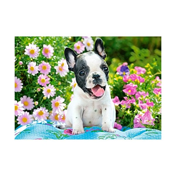 Castorland Puzzle 500 pièces : Chiot Bouledogue Français