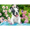 Castorland Puzzle 500 pièces : Chiot Bouledogue Français