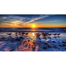 1000 Puzzles pour Enfants Adultes Ensemble de Puzzles en Carton avec Oiseaux de mer pour Enfants Jouets éducatifs Défi Puzzle