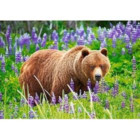 Castorland B-52677 Puzzle Ours sur la Prairie Multicolore