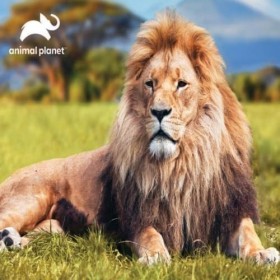 Grandi Giochi- Leone Discovery Lion Puzzle lenticulaire Horizontal avec 500 pièces incluses et Emballage avec Effet 3D-PU2000