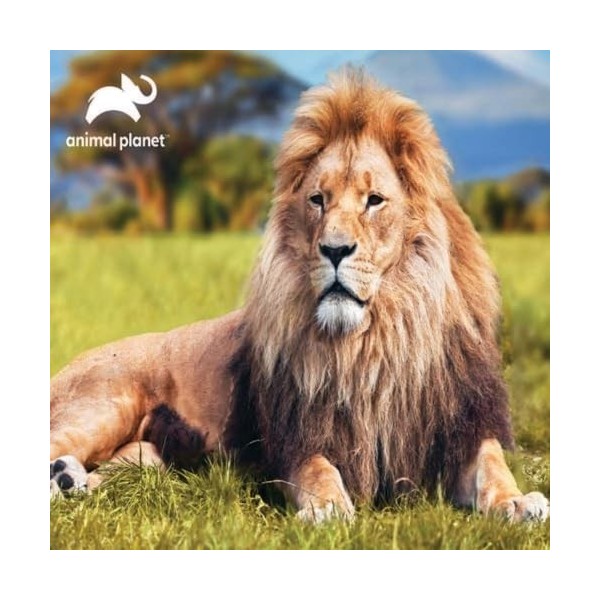 Grandi Giochi- Leone Discovery Lion Puzzle lenticulaire Horizontal avec 500 pièces incluses et Emballage avec Effet 3D-PU2000