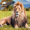 Grandi Giochi- Leone Discovery Lion Puzzle lenticulaire Horizontal avec 500 pièces incluses et Emballage avec Effet 3D-PU2000