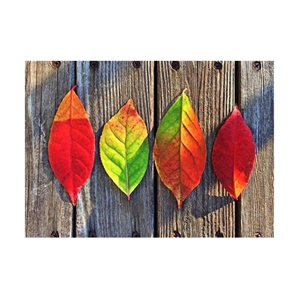 Puzzles pour adultes Puzzle 200 pièces - feuilles colorées - pour adultes 200 pièces Puzzle 200 pièces-25x35cm 9.84x13.77inch