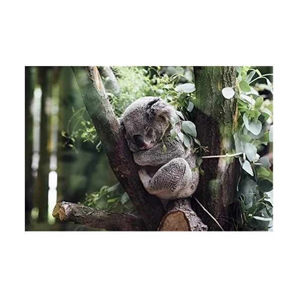 Puzzles en Bois 200 pièces pour Adultes Enfants-Ours Koala, Chaque pièce est fabriquée en Tilleul, la Technologie Softclick S