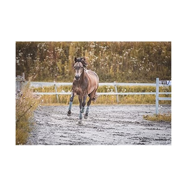 Puzzles pour Adultes Puzzle 200 pièces - Cheval dans la Prairie - pour Adultes 200 pièces Puzzle 200 pièces-25x35cm 9.84x13.7