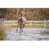 Puzzles pour Adultes Puzzle 200 pièces - Cheval dans la Prairie - pour Adultes 200 pièces Puzzle 200 pièces-25x35cm 9.84x13.7
