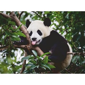Ravensburger - Puzzle Adulte - Puzzle 500 p - Le panda - 16989