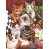 Puzzle 500 Pièces Adultes Le Chats 52 x 38 cm 500 Pièces Puzzles Adultes Jeu éducatif défi Jouet Puzzle 500 Pièces Adulte Enf