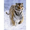 Ravensburger - Puzzle Adulte - Puzzle 500 p - Tigre dans la neige - 14475