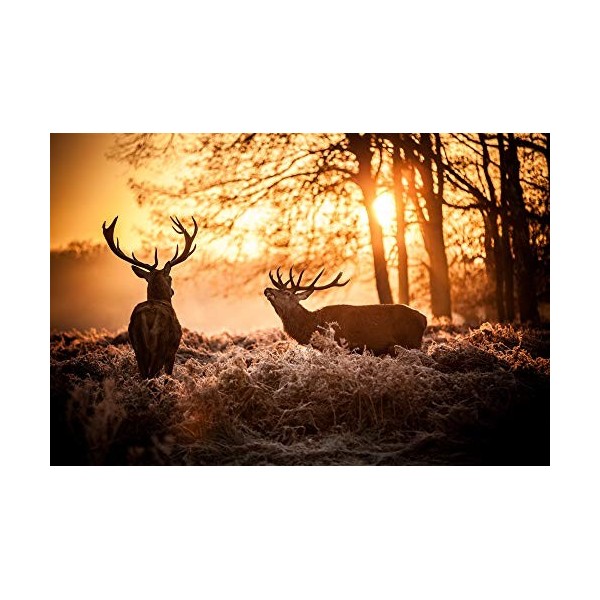 Deux Cerfs dans la forêt au Coucher du Soleil - Puzzle en Bois 1000 Pieces Adultes Enfants Classique Jeu Cadeau